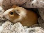 Adopt Toast-Yay a Guinea Pig