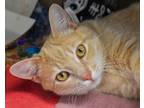 Adopt HUBBLE a Domestic Short Hair