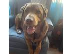 Adopt Rusty a Great Dane, Chocolate Labrador Retriever