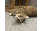 Adopt Mufasa a Domestic Short Hair