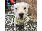 Adopt Dominic a Pit Bull Terrier