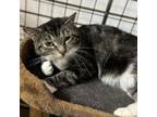 Adopt Snack a Domestic Short Hair