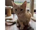 Adopt Bumble a Domestic Short Hair