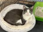 Adopt Kuzco a Domestic Short Hair