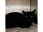 Adopt Shadow a Domestic Short Hair