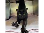 Adopt Remington a Domestic Short Hair