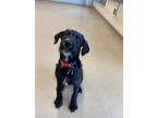 Adopt Rufus a Labrador Retriever