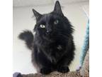 Adopt Loki a Domestic Long Hair