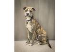 Adopt Mosaic a Boxer, Pit Bull Terrier