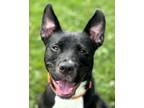 Adopt Lenny a Pit Bull Terrier, Mixed Breed