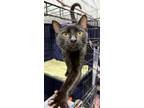 Adopt Knoxville a Domestic Short Hair