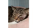 Adopt Meowski a Domestic Short Hair