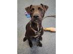 Adopt WHISKEY a Labrador Retriever, Mixed Breed