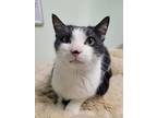 Adopt Starling a Domestic Short Hair