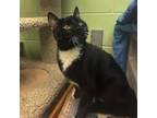 Adopt Clancy a Domestic Short Hair