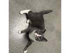 Adopt Yoyo a Domestic Short Hair