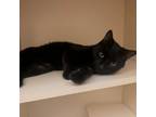 Adopt Falcon a Domestic Short Hair