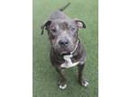 Adopt Marcus a Pit Bull Terrier, Mixed Breed