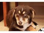 Adopt Moose Adoption Pending a Beagle, Husky