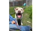 Adopt Boy a Boxer, Pit Bull Terrier