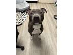 Adopt KO a Pit Bull Terrier