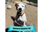 Adopt Gouda a Pit Bull Terrier