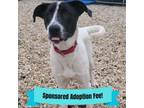 Adopt Spot a Pointer, Mixed Breed
