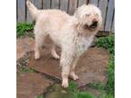 Adopt Cocoa a Standard Poodle, Labrador Retriever