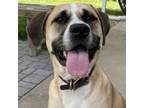 Adopt Clyde a Mastiff, Mixed Breed