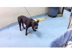 Adopt GRAYSON a Pit Bull Terrier, Mixed Breed