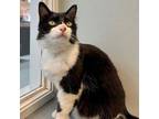 Adopt Adam a Domestic Long Hair, Domestic Short Hair