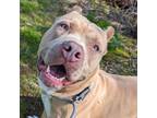 Adopt Bruno (mcas) a Pit Bull Terrier