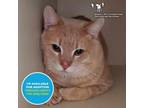 Adopt Marinara a Domestic Short Hair