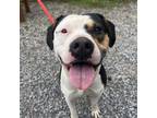 Adopt Benny a Pit Bull Terrier