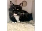 Adopt Tex a Domestic Long Hair, Domestic Short Hair