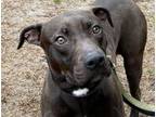 Adopt Smoke a Mixed Breed