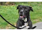 Adopt Cliff a Mixed Breed