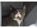 Adopt Miguel a Domestic Short Hair