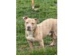 Adopt Brady a Pit Bull Terrier