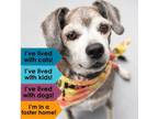 Adopt Max a Beagle, Boston Terrier