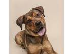 Adopt Outlaw a Mixed Breed