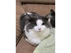 Adopt HAWTHORN a Domestic Long Hair