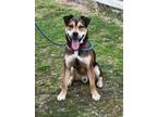 Adopt Shamrock a Shepherd