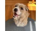 Adopt Colorado a Wirehaired Terrier, Mixed Breed