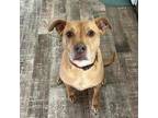 Adopt Thor a Pit Bull Terrier