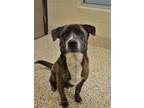 Adopt Flo Rida 52472 a Mixed Breed