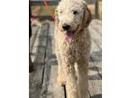 Adopt Rocket - Meet Me in Ardsley, NY on April 27th a Standard Poodle