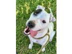 Adopt Reuger - Meet Me in Ardsley, NY on April 27th a Pit Bull Terrier