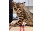 Adopt Stripe a Domestic Short Hair