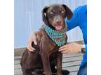 Adopt Joe $25 a Labrador Retriever, Mixed Breed